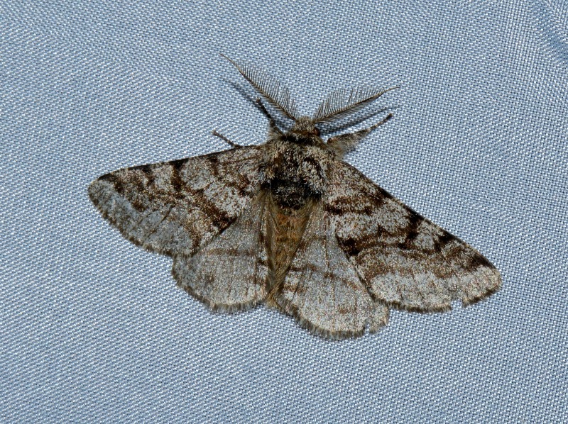 Lycia hirtaria